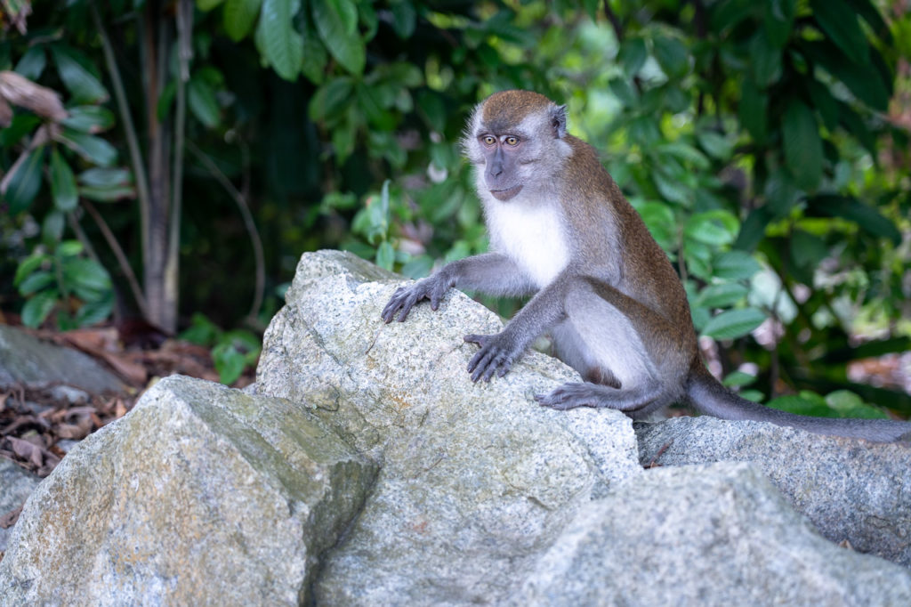 Long-tailed macaque