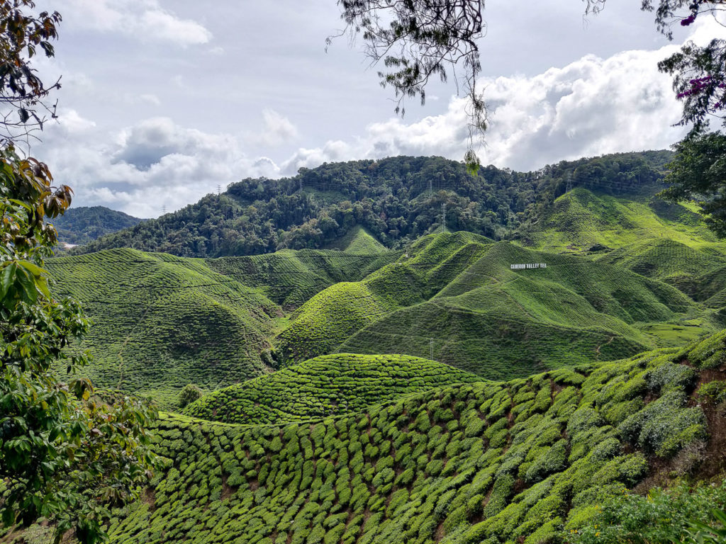 Bharat Tea Plantations