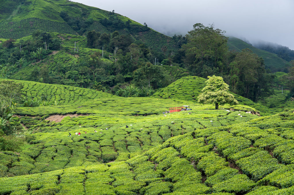 Sungai Palas BOH Tea Plantation