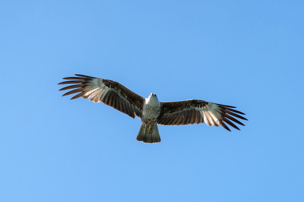 Brahminy kite