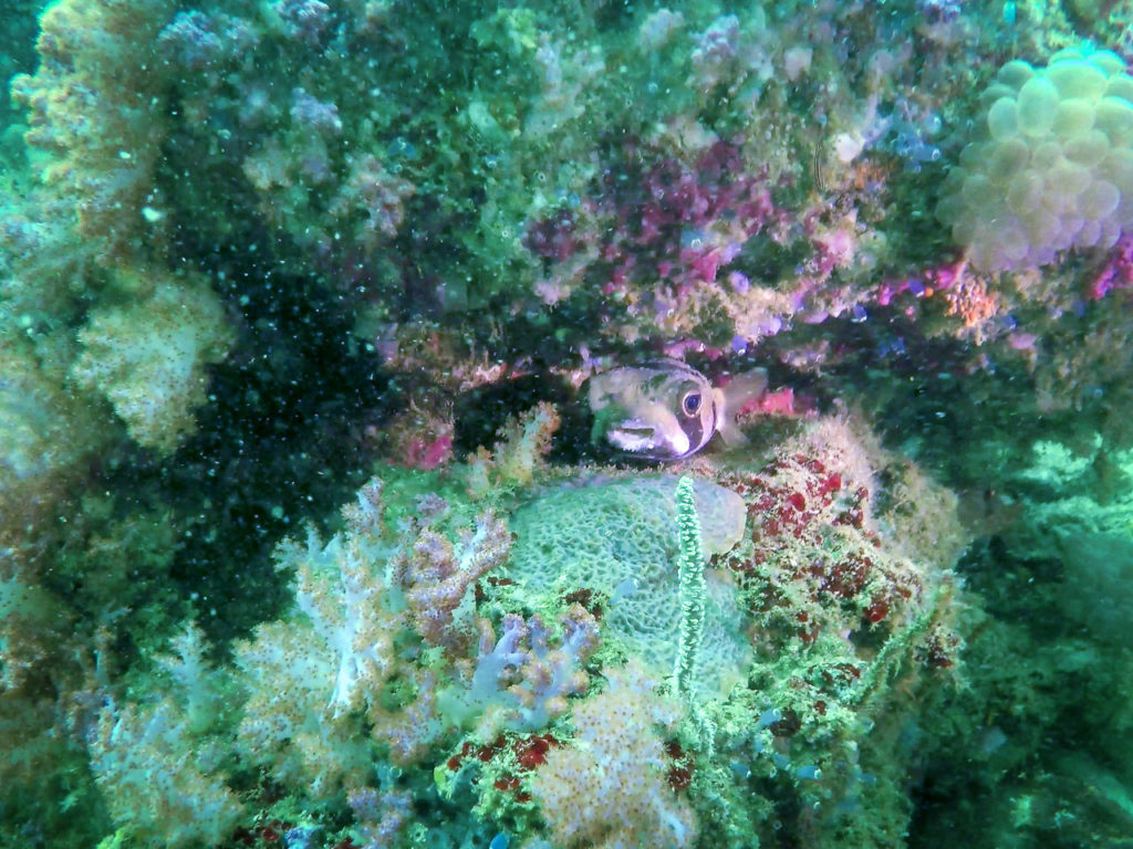 Porcupinefish at Ko Yang East