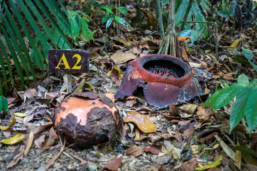 Blooming and decaying rafflesia kerrii in Khao Sok National Park