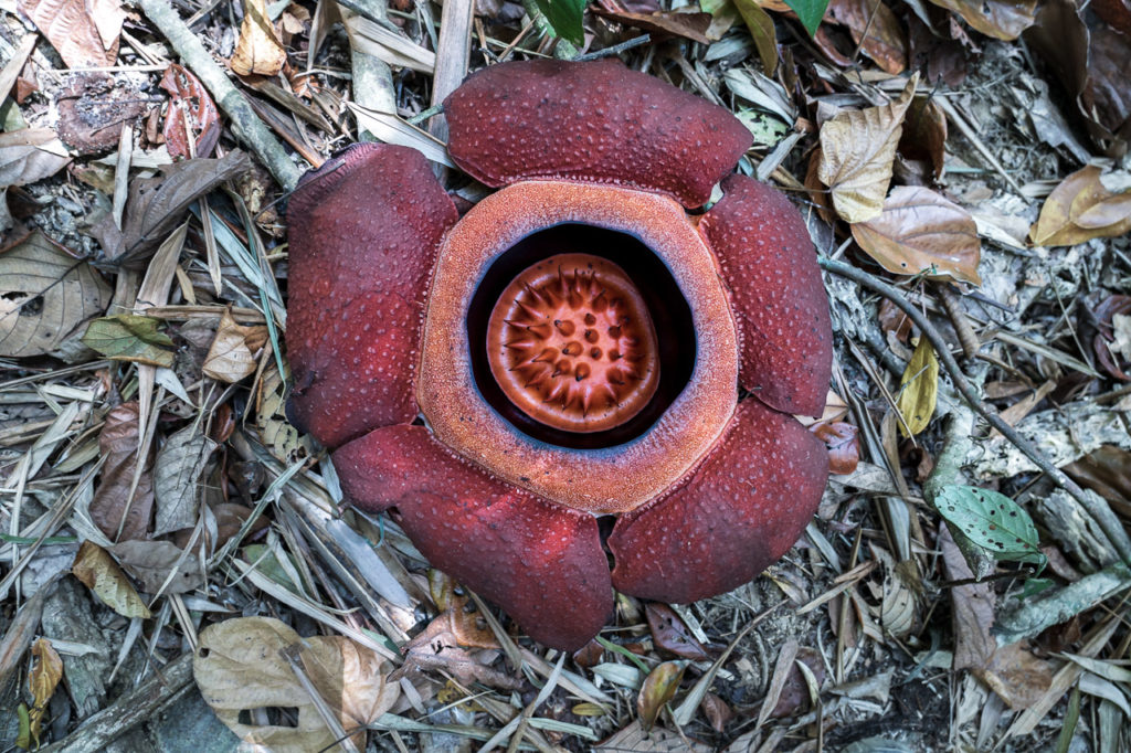 Rafflesia kerrii in Khao Sok National Park