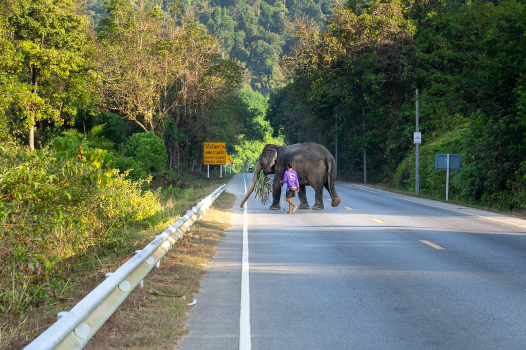 Asian elephant