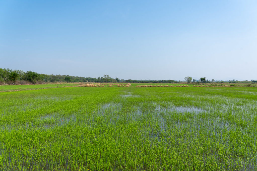 Rice paddy fields nearby Bo Nok