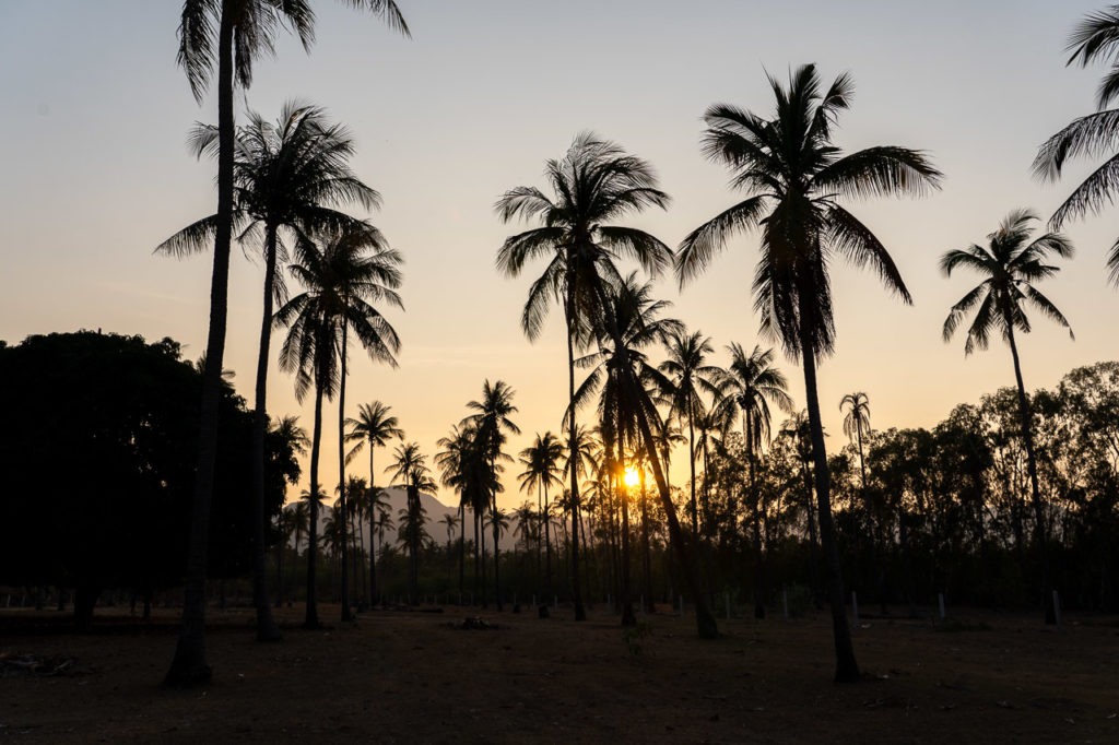 Coconut tree plantation in Sam Roi Yot