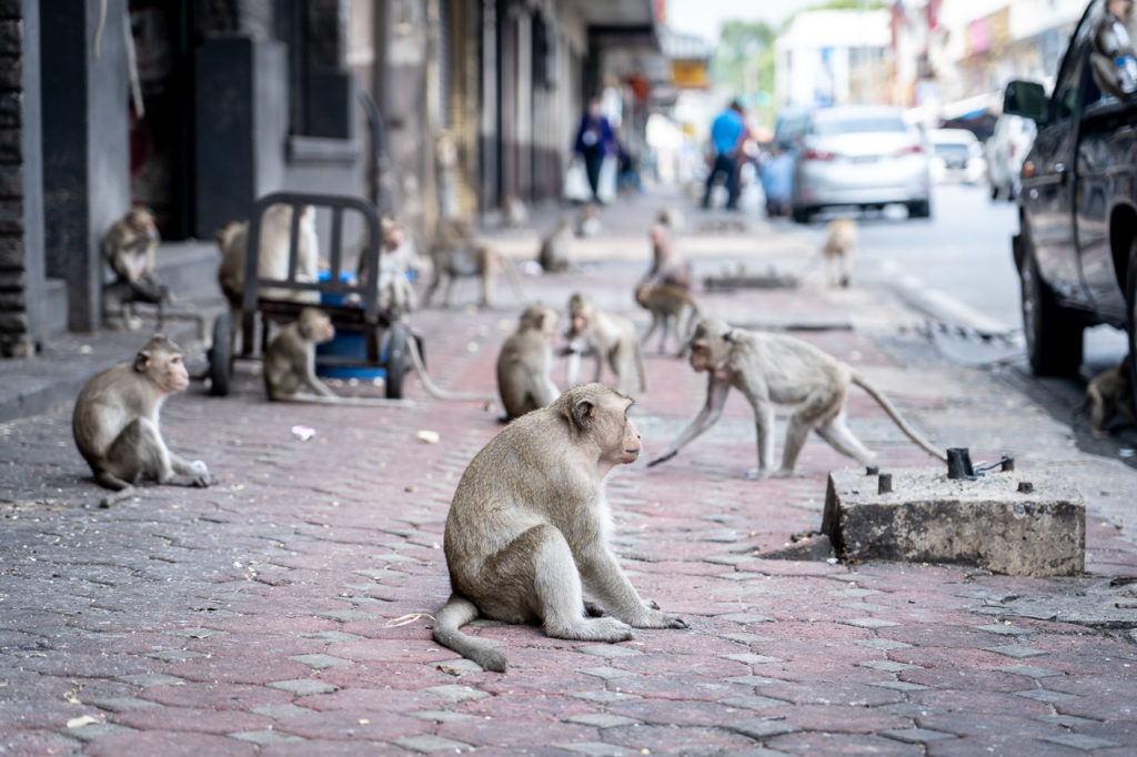 Long-tailed macaques at Prang Sam Yot Road, Lopburi