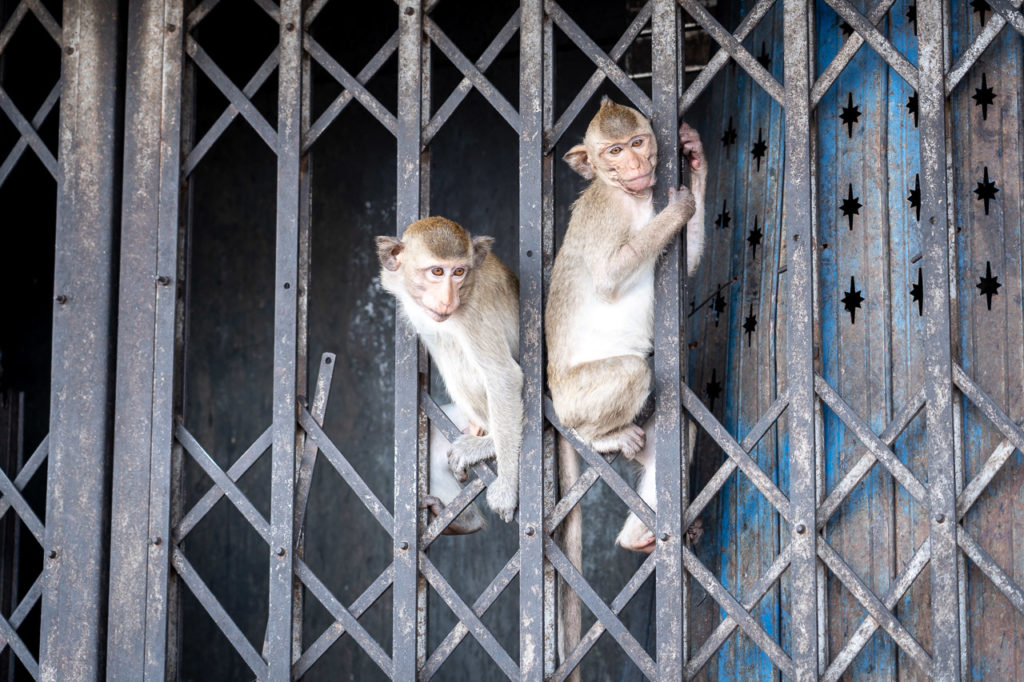 Long-tailed macaques at Prang Sam Yot Road, Lopburi