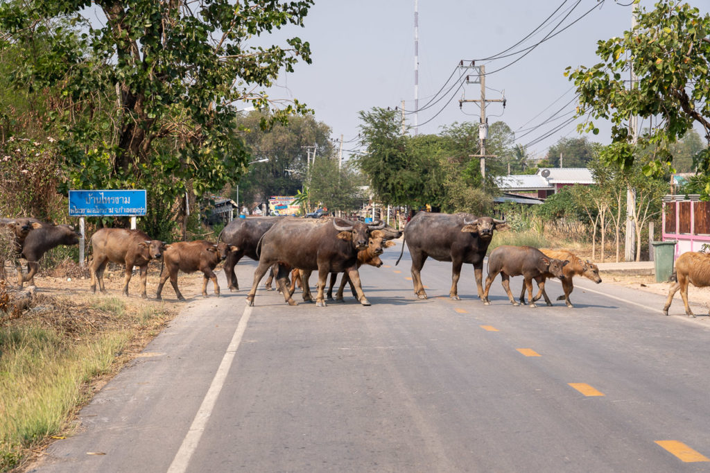 Water buffaloes crossing a road in Sai Ngam