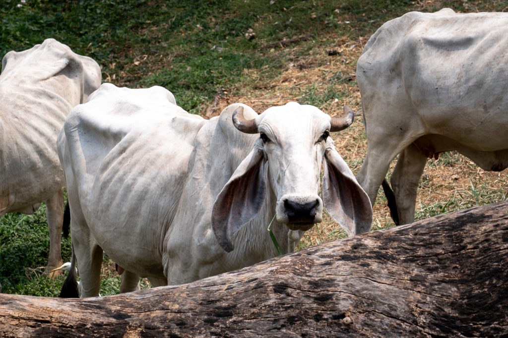 Cows at Sukhothai Historical Park