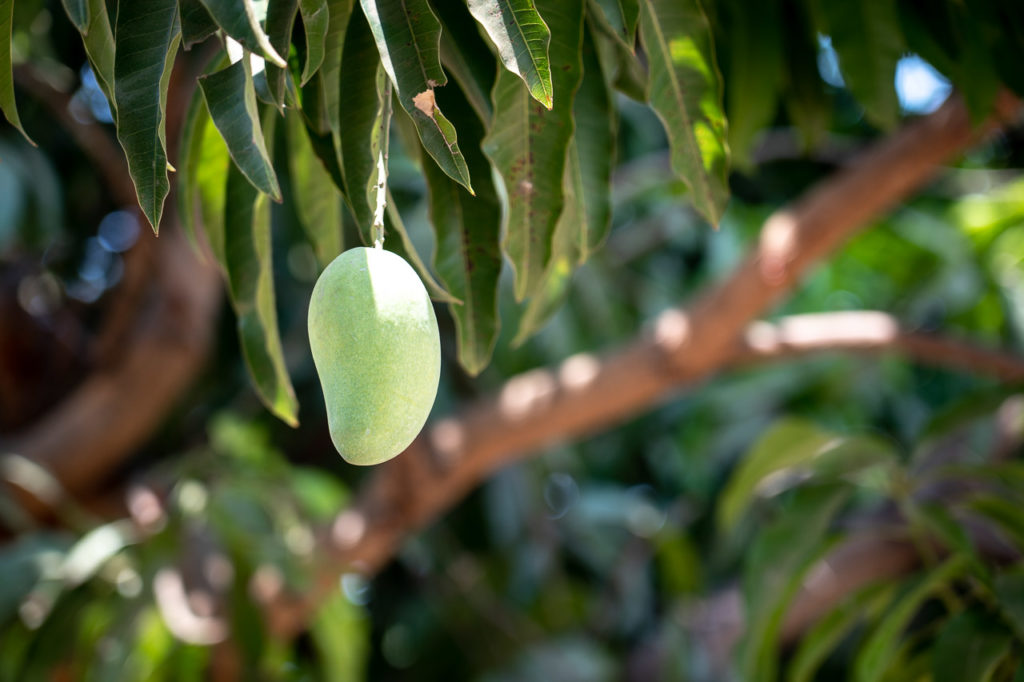 Mango tree in Ban Kluai