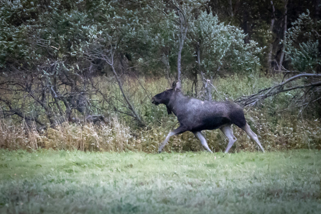 Moose on Offersøya island